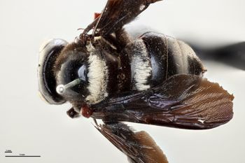 Media type: image;   Entomology 810663 Aspect: habitus dorsal view